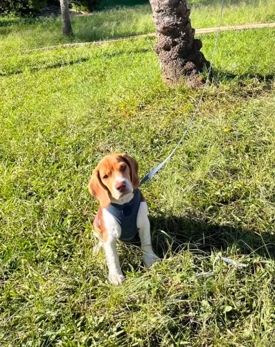 Cachorro Beagle lindo 