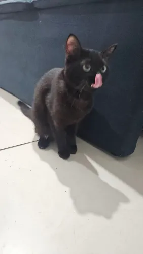 Doa-se gato