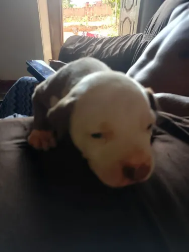 Vendo filhote de Pitbull