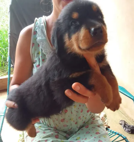 Rottweiler puro zap *