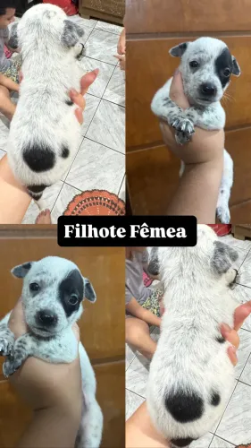Vendo Filhote de Pitbull com Burrilho 