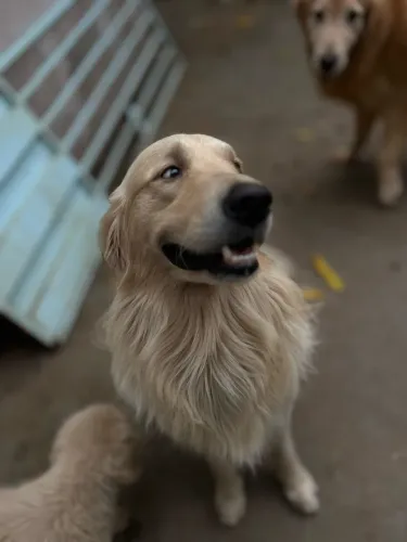 Filhote Golden retrievel puro