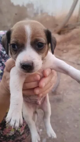 Cachorrinhos para adoção responsável