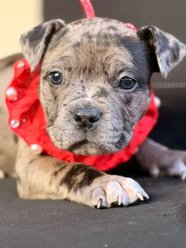 American bully - Fêmea Merly 