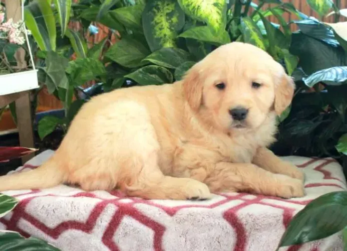 Filhotes de Golden Retriever disponíveis agora