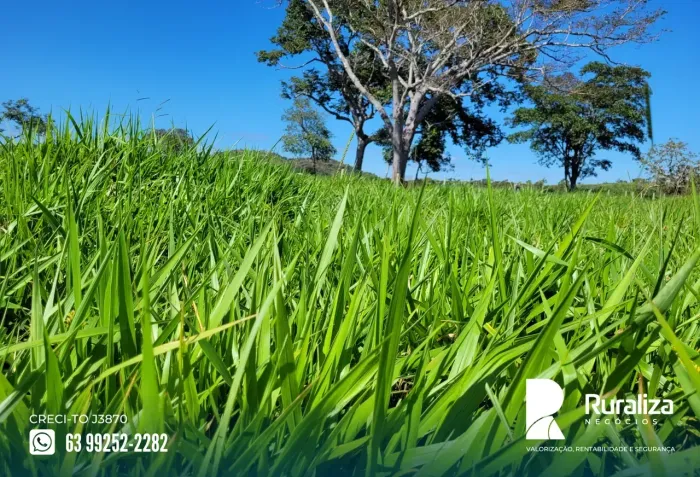 Fazenda em Miranorte-TO | Terra de cultura