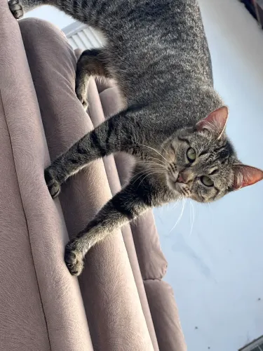 Lua procura um Lar amoroso e cheio de carinho