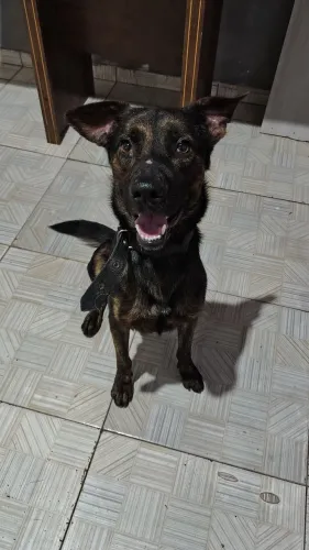 Cachorro para adoção