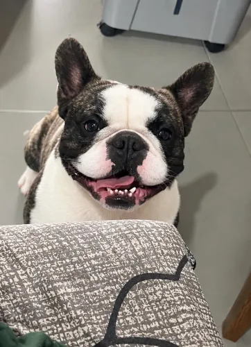 Buldogue francês