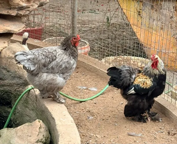 Lote de 50 pintinhos Brahma e Garnize