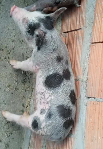 Troca porco por um pit monster fêmea 