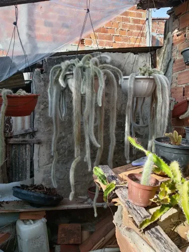 Planetas cactos mudas de 10 e de 20 no vazo pendente 