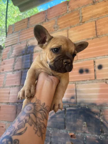 Vendo filhotes buldogue francês 