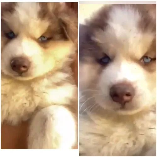 Husky siberiano wolly com pedigree 