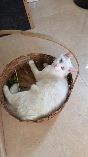 Adoção Responsável Gato Macho