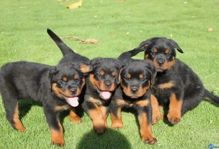 Rottwailer - Cãezinhos Lindos A Espera De Um Novo Lar