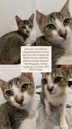 Adoção responsável gato filhote com 3 meses , já come ração , vermífugado , entrego na cas