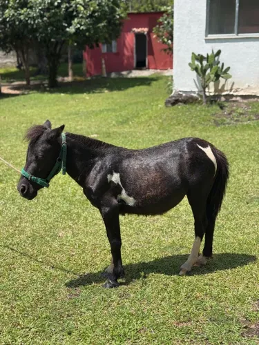 Mini ponei fêmea