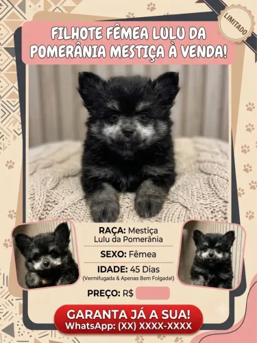 Cachorro 