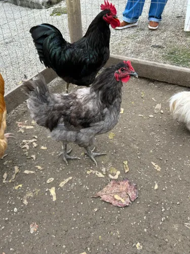 Frango Gigante azul de Jersey