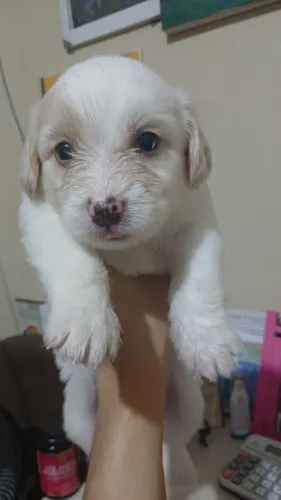 Vende-se Poodle Toy