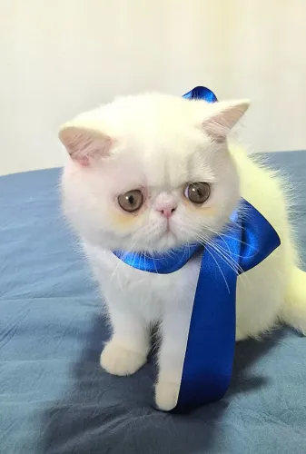Filhote gato Exótico macho com pedigree 
