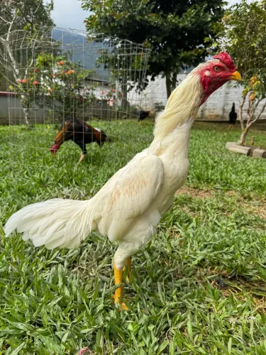 Galo inglês branco de procedência!!