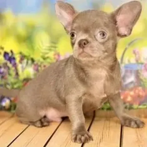 Chihuahua,Chihuahua Filhote Disponível Entrega Facilitada