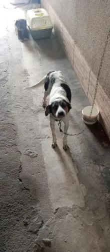 Cachorra Fêmea Doação