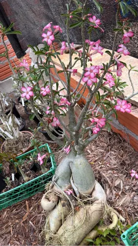 Rosa do deserto