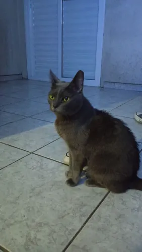 Gata para doação 