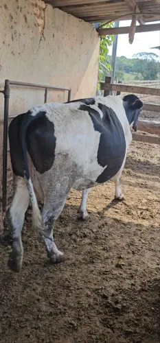 Vacas de leite