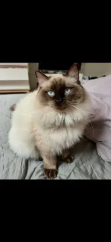 Ragdoll* Filhote