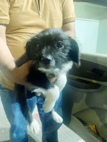 Adoção machinho de 2 meses, com primeira vacina, leia o texto