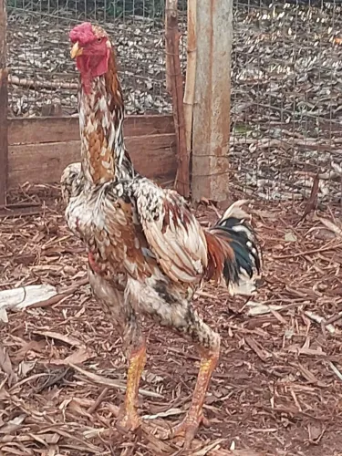 Galo e galinhas