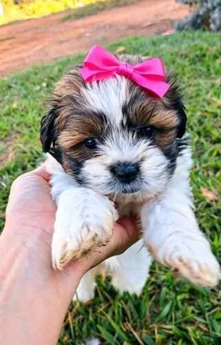 Lhasa Apso Fêmea 