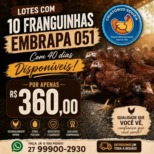 Lote 10 franguinhas com 40 dias Embrapas 051