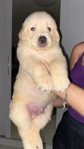 Filhotes de Golden Retriever