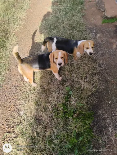 Beagles, 8 meses, oportunidade, com origem e vacinados;