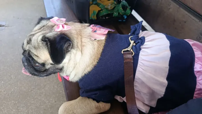 Procuro um namorado para Zoe