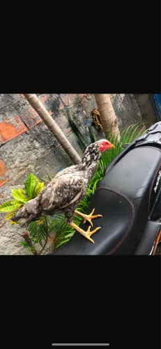 Vende-se galinha de raça