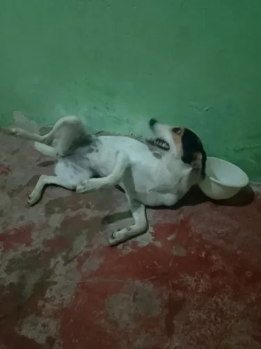 Cadela para adoção
