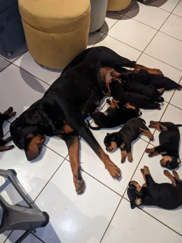 FILHOTES DE ROTTWEILER À VENDA