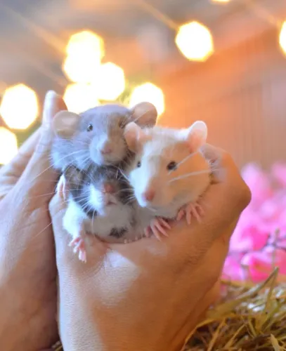 Twister machos e fêmeas filhotes hamster porquinho esquilo coelho mini cal0psit0