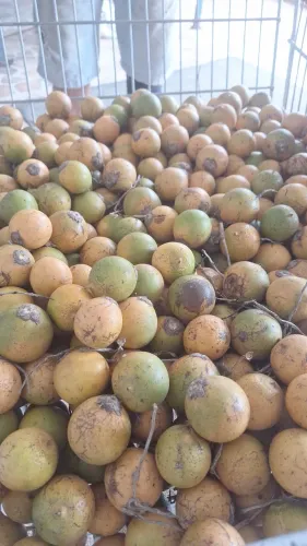 Tucumã. 15 a dúzia.