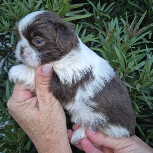 Shih-tzu fêmea