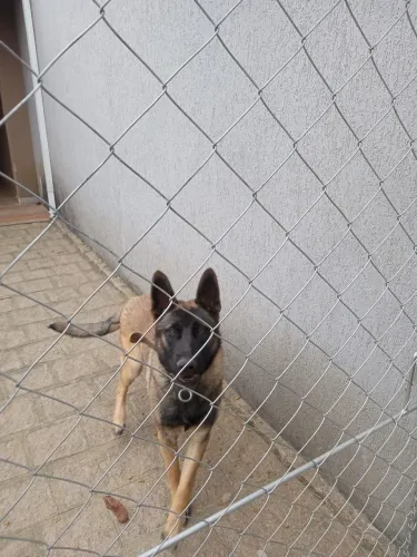 Pastor Malinois