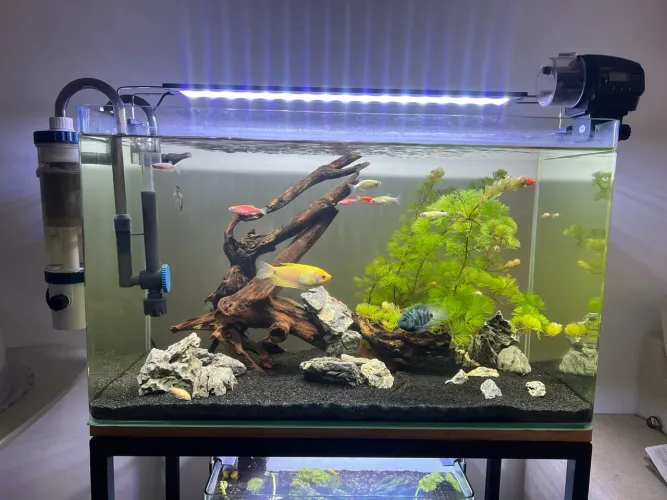 Aquario de 65l com filtro, luminária e decoração