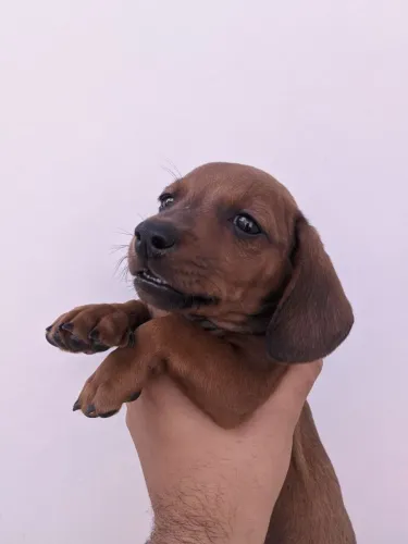 Filhote de Dachshund macho caramelo