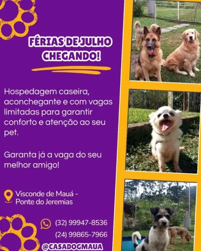 Hospedagem caseira para cães